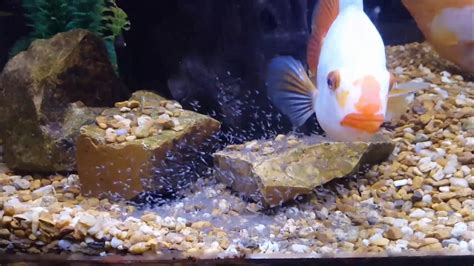 Midas/Red Devil Hybrid .